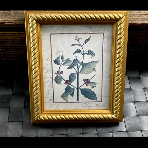 Vintage Custom Framed Botanical Illustration Print Coffee Tree - Picture 9 of 11